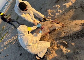 Basura espacial y delfines muertos en costas de Matamoros tras el lanzamiento del cohete Starship