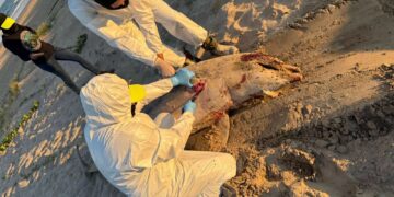 Basura espacial y delfines muertos en costas de Matamoros tras el lanzamiento del cohete Starship