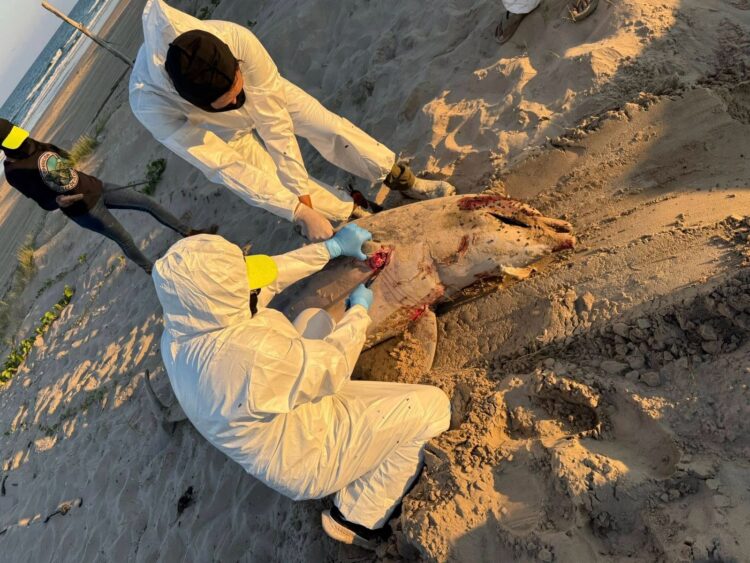 Basura espacial y delfines muertos en costas de Matamoros tras el lanzamiento del cohete Starship