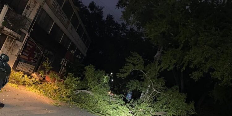 Semáforos fuera de servicio, rámas y postes caídos, saldo del ventarrón