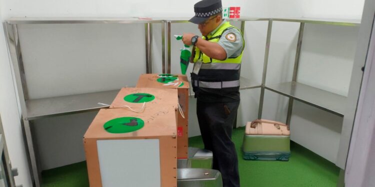 Aseguran avestruces en aeropuerto de Reynosa