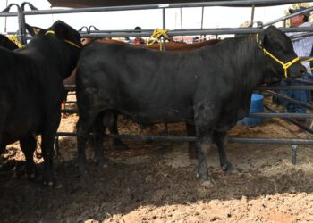 Subastan 185 sementales bovinos de registro en la Feria Tamaulipas 2025