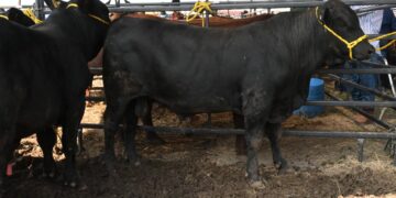 Subastan 185 sementales bovinos de registro en la Feria Tamaulipas 2025