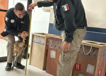 Aseguran avestruces en aeropuerto de Reynosa