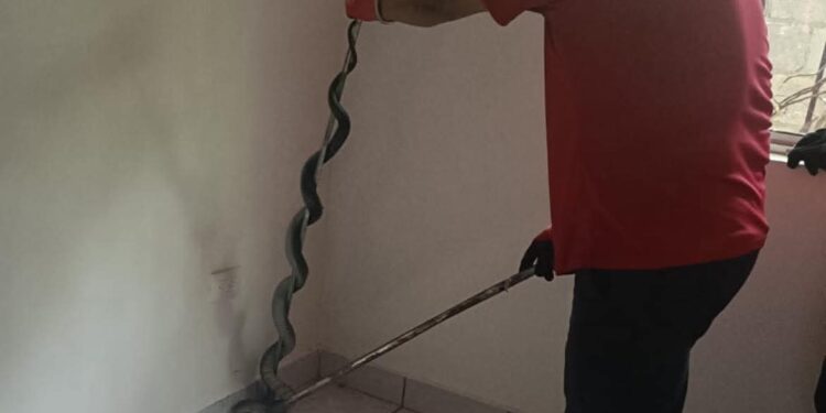 Capturan víbora en casa del fraccionamiento Viento Huasteco
