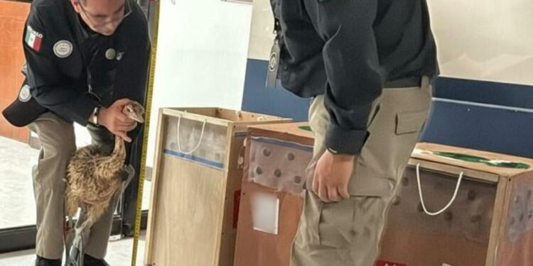 Aseguran avestruces en aeropuerto de Reynosa