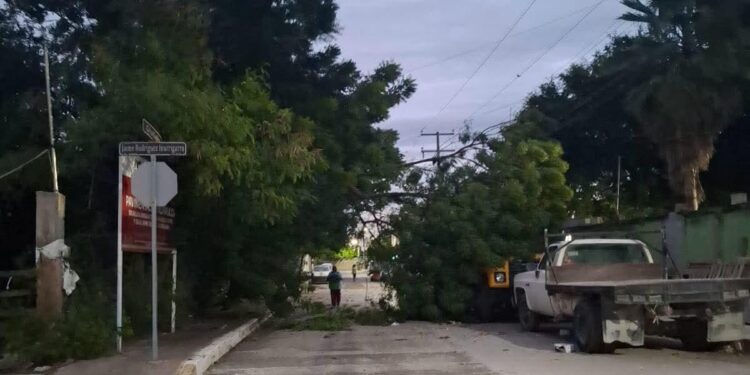 Semáforos fuera de servicio, rámas y postes caídos, saldo del ventarrón