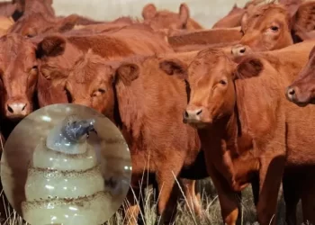 Detectan segundo caso de gusano barrenador en Montemorelos, Nuevo León