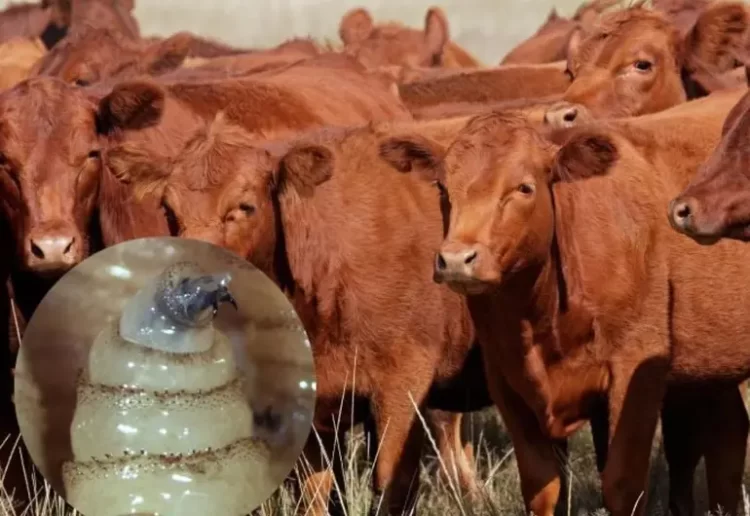 Detectan segundo caso de gusano barrenador en Montemorelos, Nuevo León