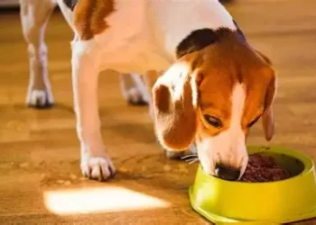 Plantea Diputada cero impuestos a alimentos y medicinas para mascotas y deducir pago a veterinarios