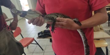 Capturan cocodrilo en el Campo de Tiro de Tamatán
