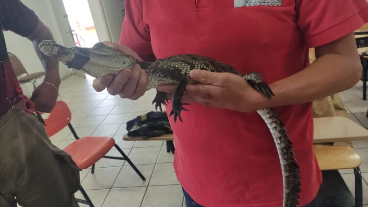 Capturan cocodrilo en el Campo de Tiro de Tamatán