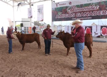 Feria Tamaulipas será sede del Segundo Concurso del Novillo Gordo