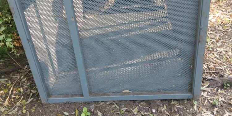 Capturan a felino que atacaba ganado