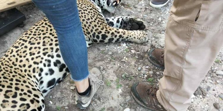 Capturan a felino que atacaba ganado
