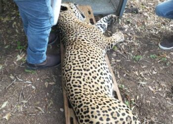 Capturan a felino que atacaba ganado