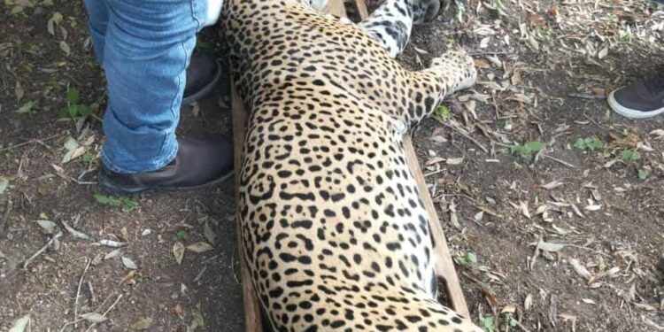 Capturan a felino que atacaba ganado