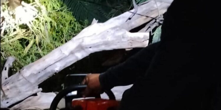 Retira PC árboles caídos por el viento