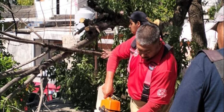 Retira PC árboles caídos por el viento
