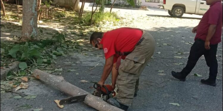 Retira PC árboles caídos por el viento