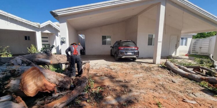 Retira PC árboles caídos por el viento
