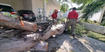 Retira PC árboles caídos por el viento