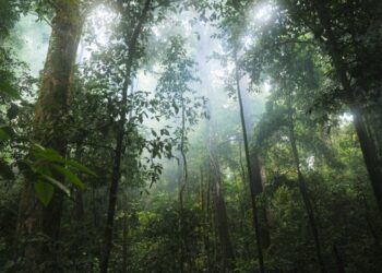 Guía clara para saber qué es la selva tropical y cuándo visitarla