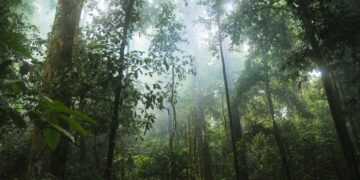 Guía clara para saber qué es la selva tropical y cuándo visitarla