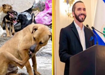 El Salvador impulsa programa para proteger animales callejeros