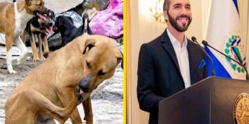 El Salvador impulsa programa para proteger animales callejeros