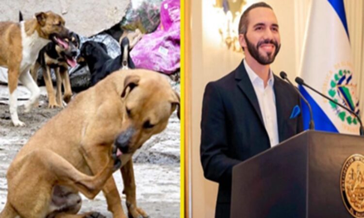El Salvador impulsa programa para proteger animales callejeros
