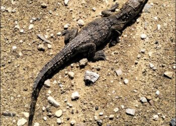 Capturan otro cocodrilo en Victoria