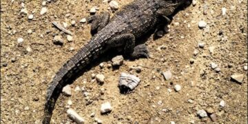 Capturan otro cocodrilo en Victoria