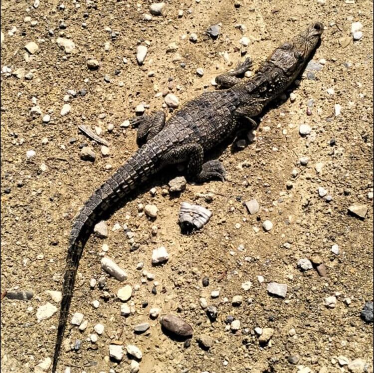 Capturan otro cocodrilo en Victoria