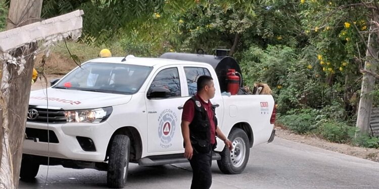 Enjambre ataca a seis personas