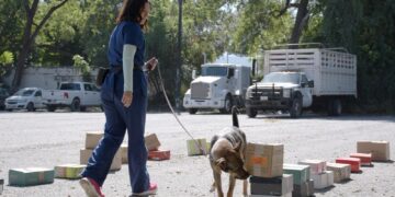 Refuerzan sanidad pecuaria en Tamaulipas con caninos en la detección de gusano barrenador