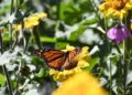 Impulsa Tamaulipas polinización en los municipios que son ruta de la mariposa monarca