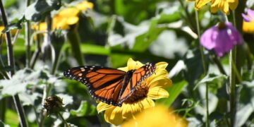 Impulsa Tamaulipas polinización en los municipios que son ruta de la mariposa monarca