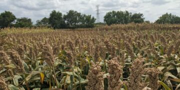 Prevén entrada de sorgo a programa “Cosechando Soberanía” hasta 20 hectáreas por productor en Tamaulipas