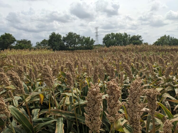 Prevén entrada de sorgo a programa “Cosechando Soberanía” hasta 20 hectáreas por productor en Tamaulipas
