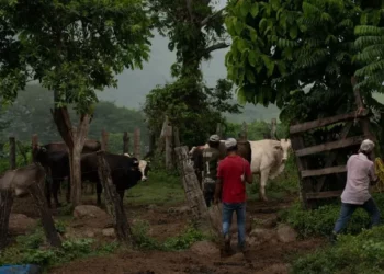 Suman 84 casos de miasis por gusano barrenador del ganado en humanos en México