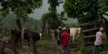 Suman 84 casos de miasis por gusano barrenador del ganado en humanos en México