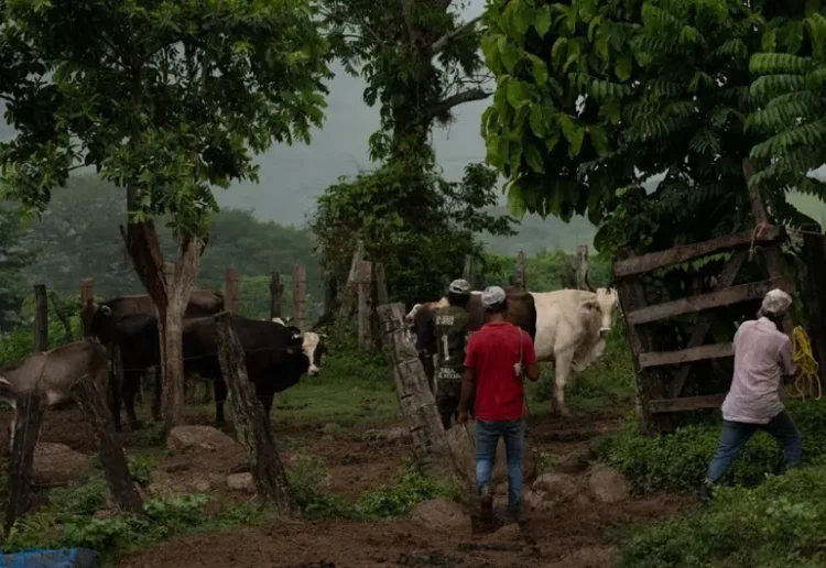 Suman 84 casos de miasis por gusano barrenador del ganado en humanos en México