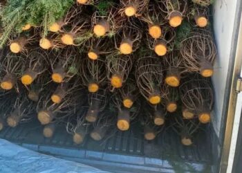 La PROFEPA revisa más de 132 mil árboles de navidad importados de Estaos Unidos