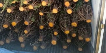 La PROFEPA revisa más de 132 mil árboles de navidad importados de Estaos Unidos