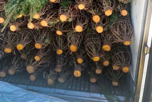 La PROFEPA revisa más de 132 mil árboles de navidad importados de Estaos Unidos