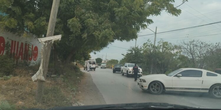 Enjambre ataca a seis personas