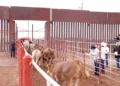 Avanzan gusano barrenador del ganado, escasez y pérdidas a un año del cierre de frontera de EU