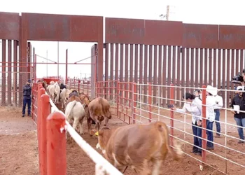 Avanzan gusano barrenador del ganado, escasez y pérdidas a un año del cierre de frontera de EU