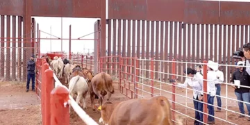 Avanzan gusano barrenador del ganado, escasez y pérdidas a un año del cierre de frontera de EU